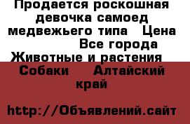 Продается роскошная девочка самоед медвежьего типа › Цена ­ 35 000 - Все города Животные и растения » Собаки   . Алтайский край